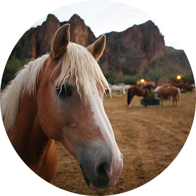 horse healing sedona, women's healing retreat sedona